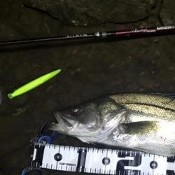 【リバーシーバス】清流川鱸終盤