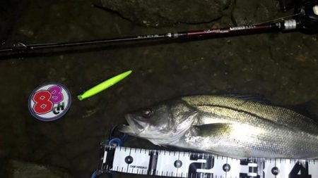 【リバーシーバス】清流川鱸終盤