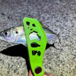 無限豆アジング時々F2タチウオ