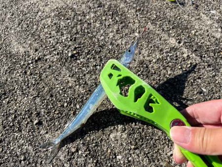 たまにはサヨリ釣り