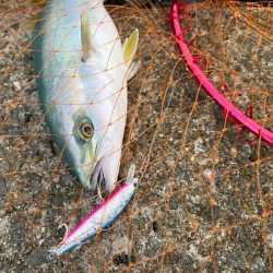 朝マヅメチャレンジでハマチゲット