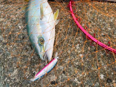 朝マヅメチャレンジでハマチゲット