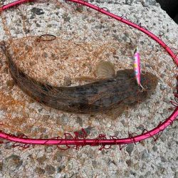 青物狙いのショアジギングでナイス外道!