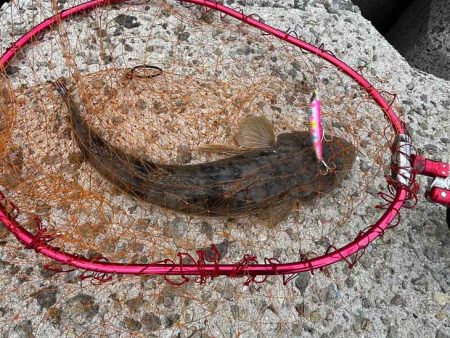 青物狙いのショアジギングでナイス外道！