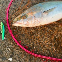 ド干潮でもメジロ来た！ビッグバッカー１０７HWが絶好調！！