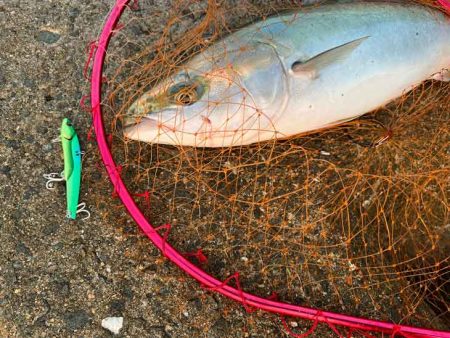 ド干潮でもメジロ来た！ビッグバッカー１０７…