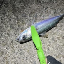 クーラー満タンアジ🐟