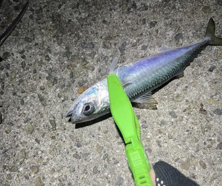 クーラー満タンアジ🐟