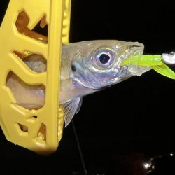 鯵を探して三千里Ver.4