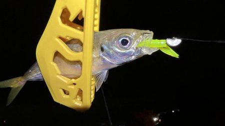 鯵を探して三千里Ver.4