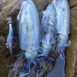 イカを求めてエギング