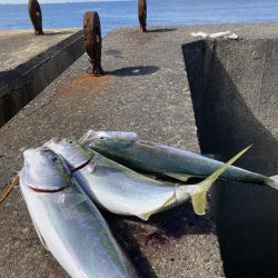 夢洲の青物釣果