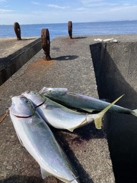 夢洲の青物釣果