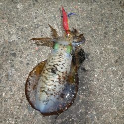 イカの気持ち８