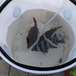 コスモでカワハギ調査