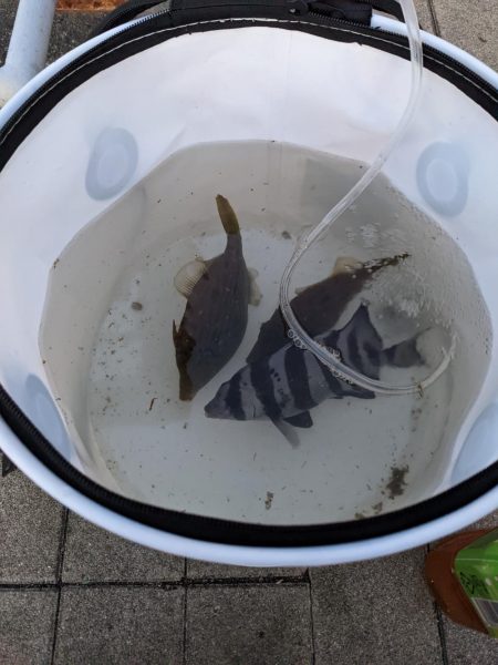 コスモでカワハギ調査