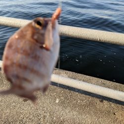 毒魚パラダイス