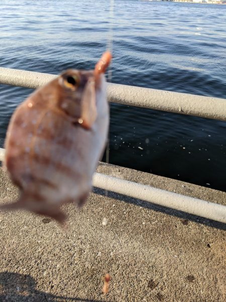 毒魚パラダイス