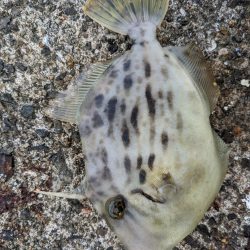 激渋リベンジブリ