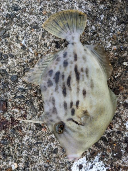 激渋リベンジブリ