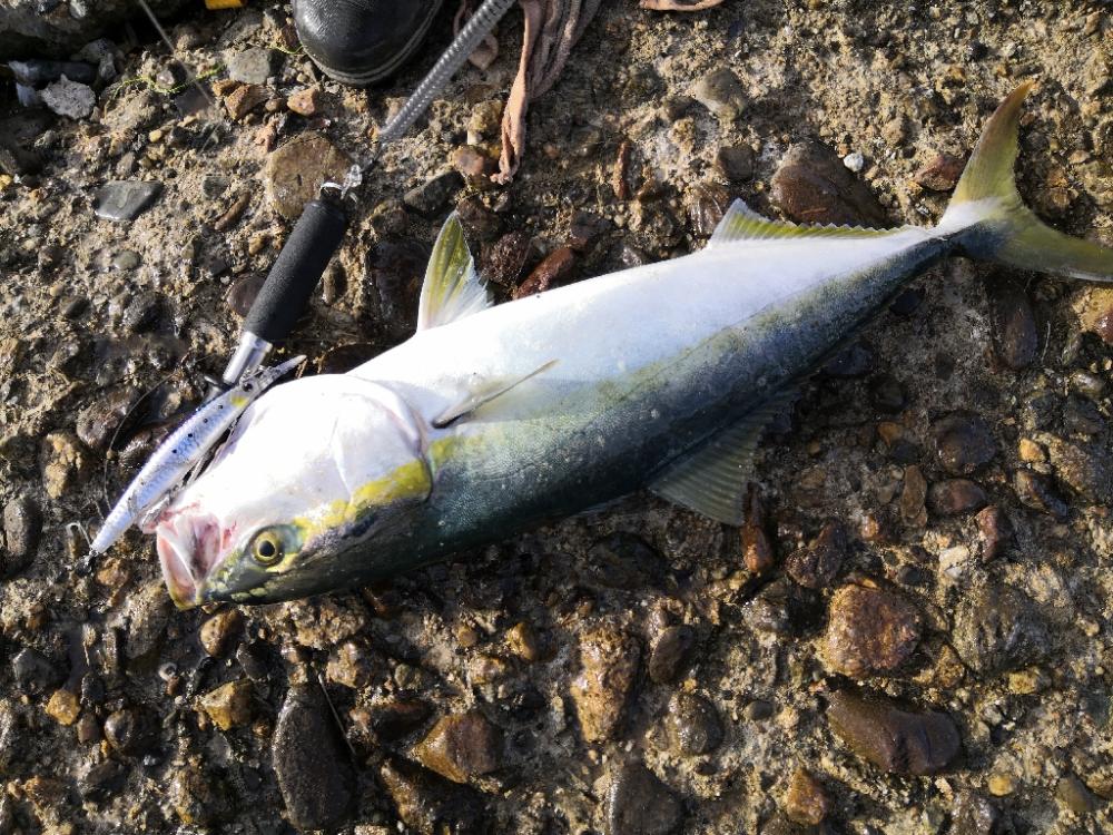 ショアジギングでメジ