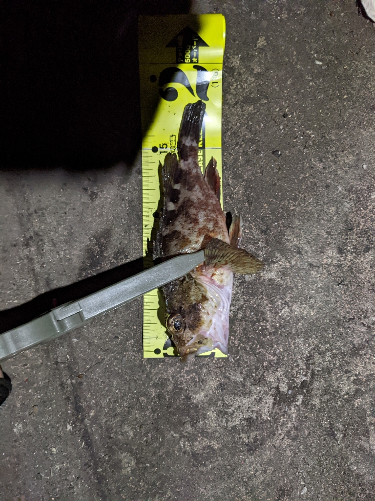 寒くなったなぁ