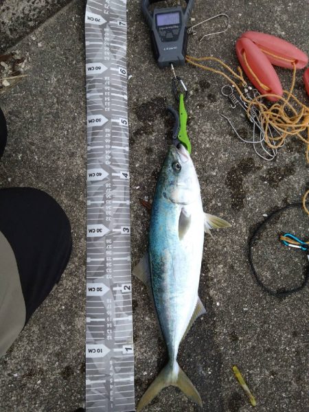 超久々の青物GET！