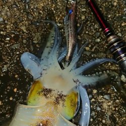 対馬エギング釣果