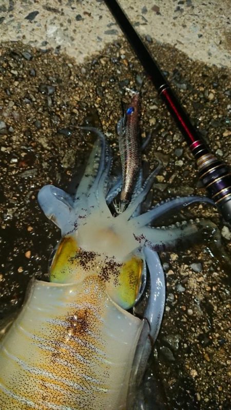 対馬エギング釣果