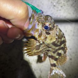 仕事終わりの癒しのガシリング