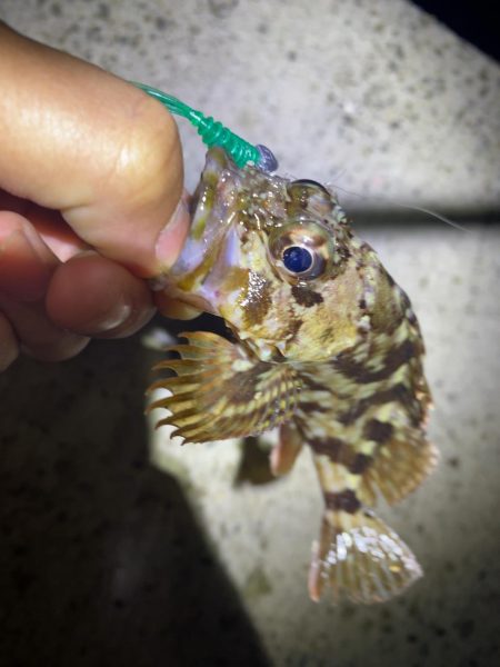 仕事終わりの癒しのガシリング