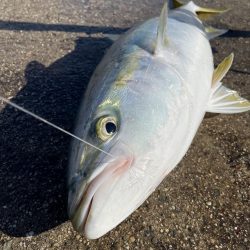 今日も、絶好調でした。