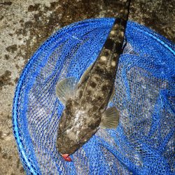 内房でルアーマゴチゲーム