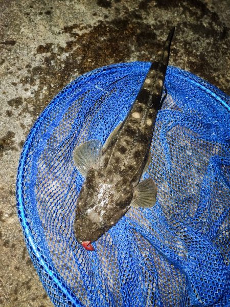 内房でルアーマゴチゲーム