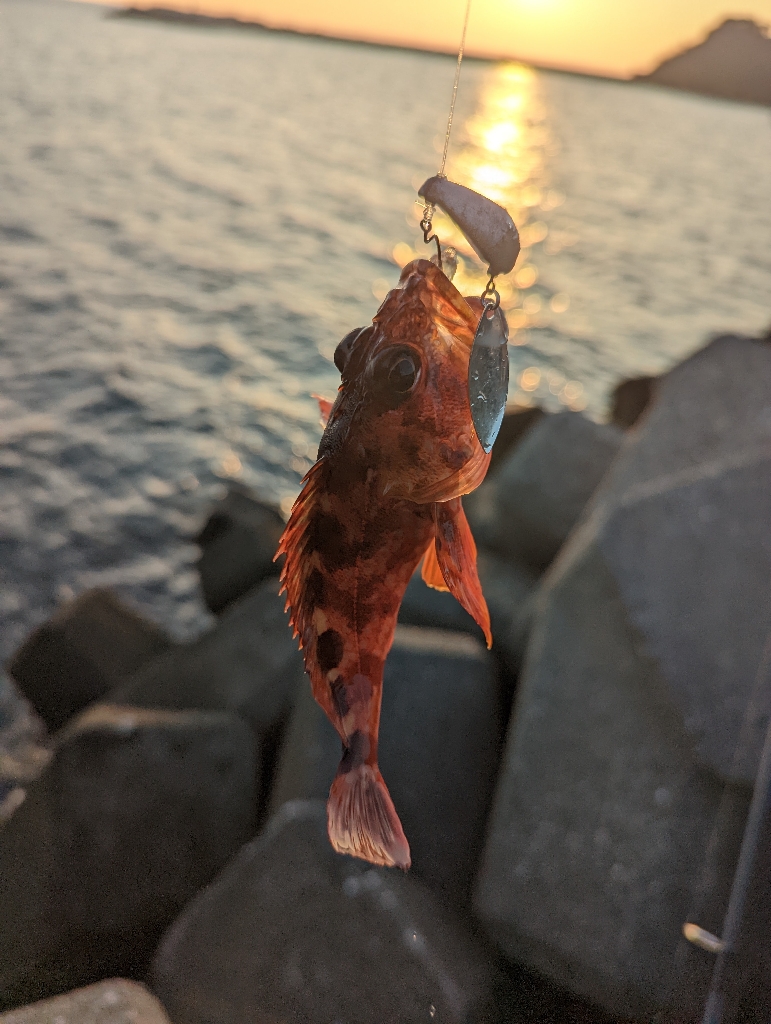 根魚は楽しいなぁ