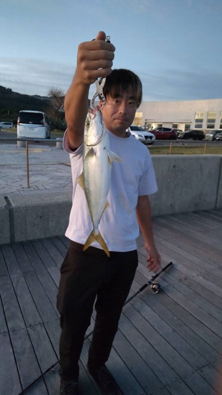 淡路島でのハマチ採捕