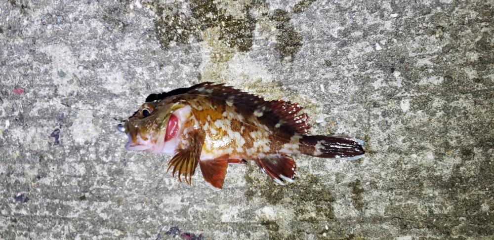 アジ探し@りんくう