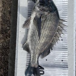 イチノ兄弟(兄)釣果!