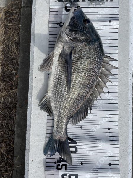 イチノ兄弟(兄)釣果!