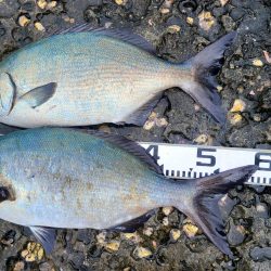 和歌山市江（吉丸渡船）で磯フカセ