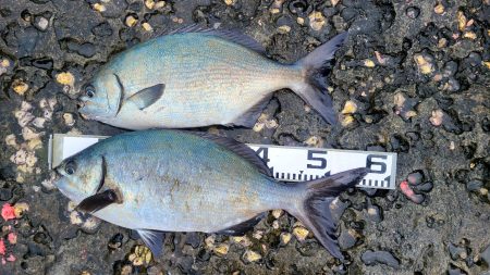 和歌山市江（吉丸渡船）で磯フカセ