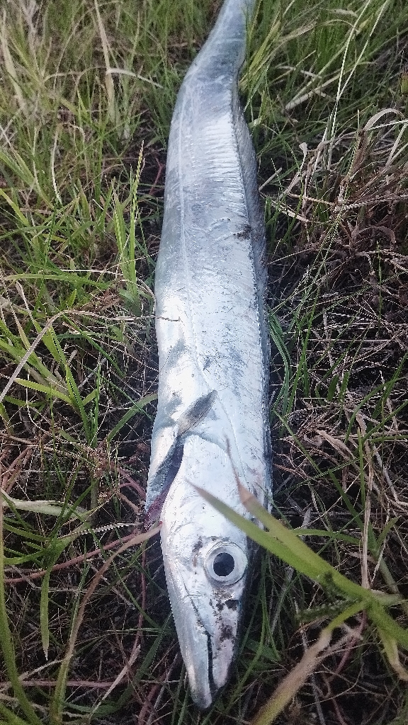 やっぱり1本(⁠^⁠^⁠)