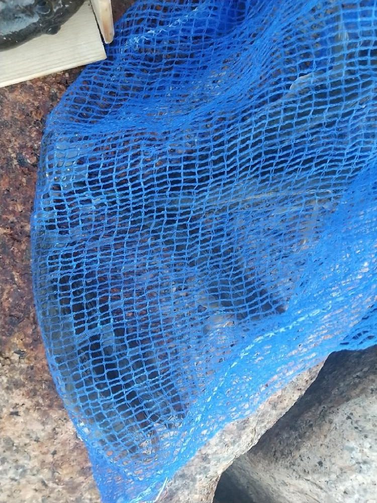 ハゼ穴釣り～ようやく…