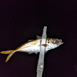 待ちに待った週末アジング