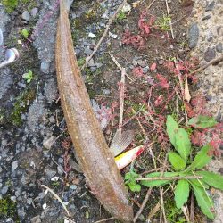 いつもやつが…