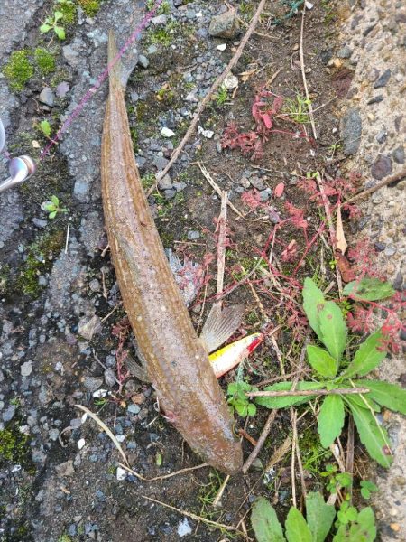 いつもやつが…