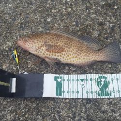 初のオオモンハタ