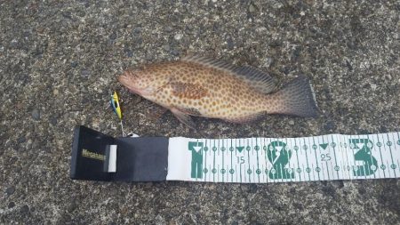 初のオオモンハタ