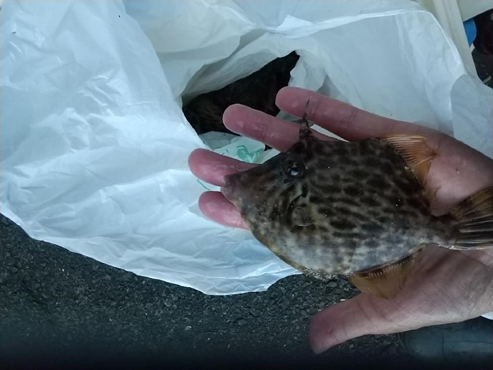 カワハギ釣り