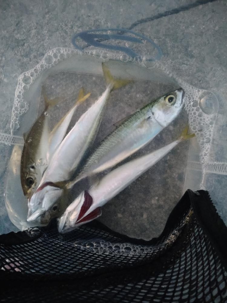 船の間のサビキはスリリング